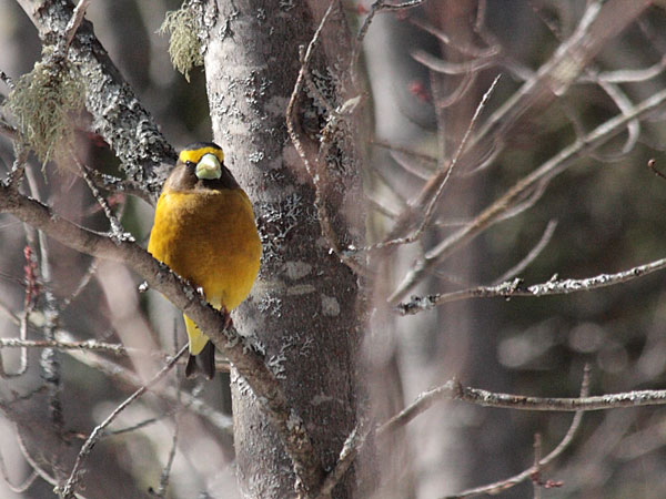 evening grosbeak