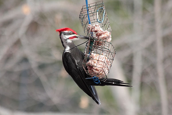pileated woodpecker
