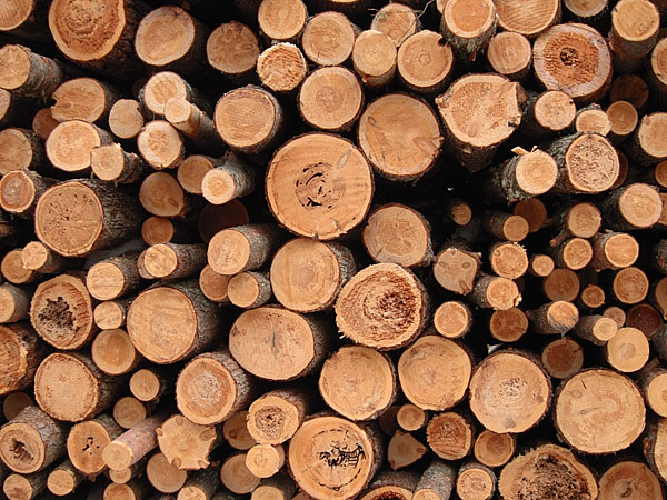 log pile in the Petawawa Research Forest