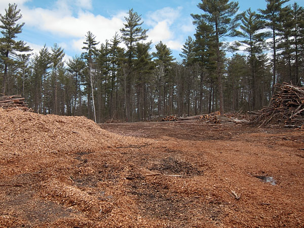 logging in the Petawawa Research Forest