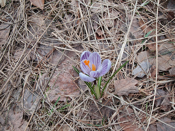 crocus