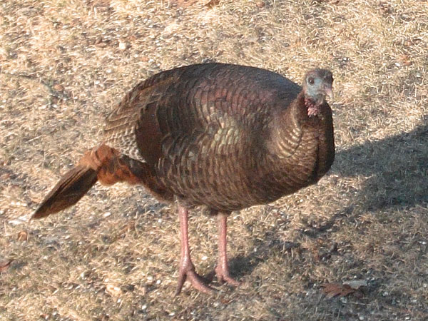 wild turkey in our yard in Point Alexander