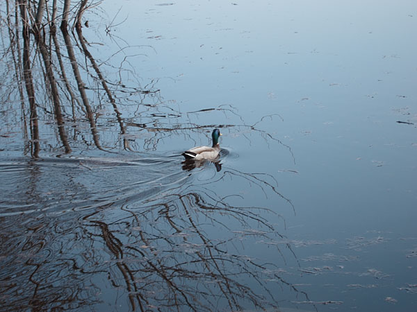 duck along the Deep River Waterfront