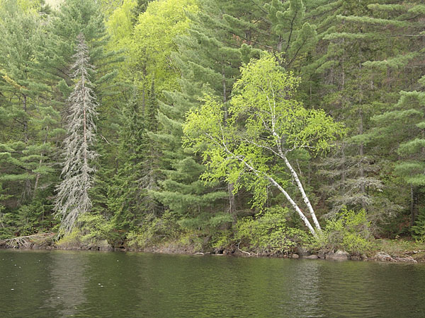 Cartier Lake in the Petawawa Research Forest