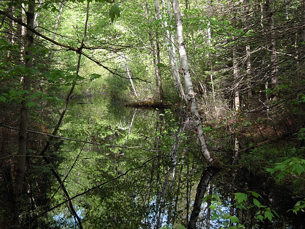 forest pool in the Petawawa Research Forest