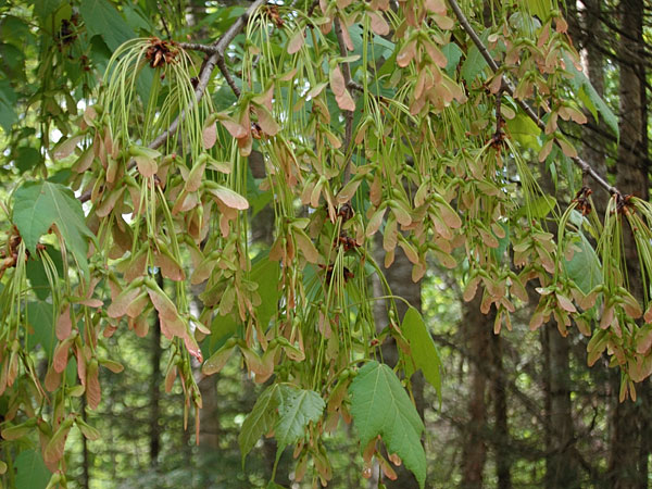 maple keys in the Petawawa Research Forest