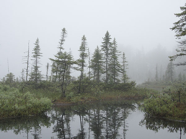 kettle bog along the Brent Road