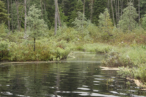 kettle bog along the Brent Road