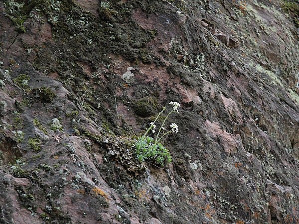 Saxifraga paniculata encrusted saxifrage White Mountainsaxifrage