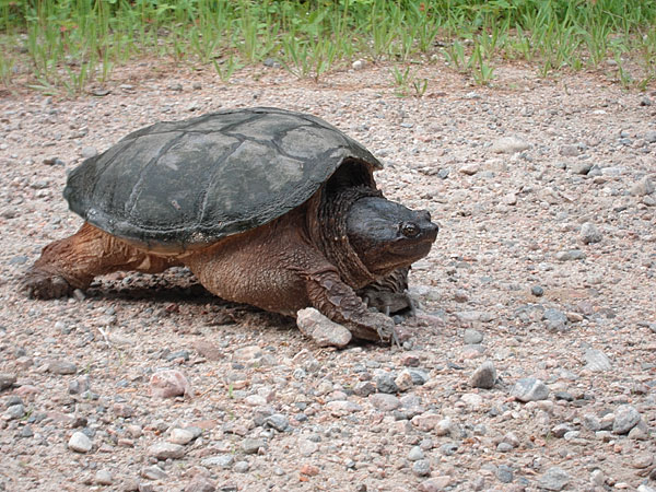 snapping turtle in the Petawawa Research forest
