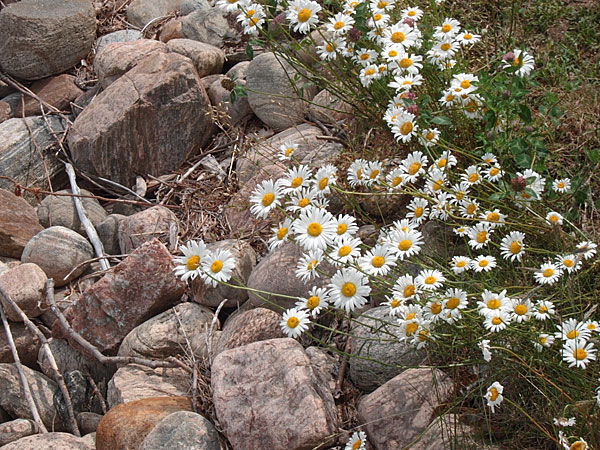 Daisies along the Deep River Waterfront