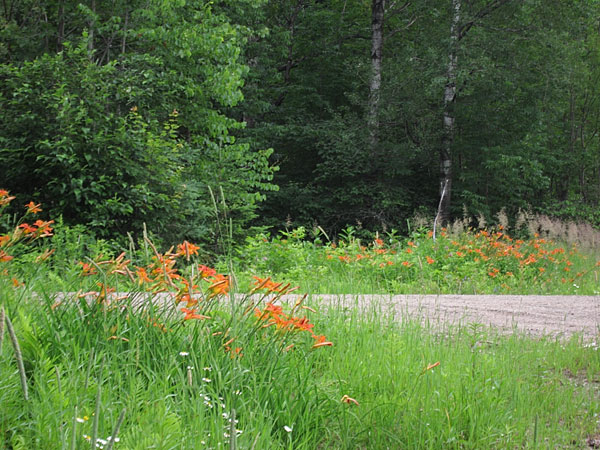 naturalized daylilies in the Petawawa Research Forest