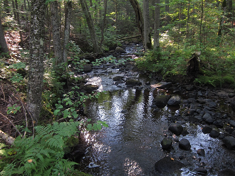 Kennedy Creek along the DRXC ski trails