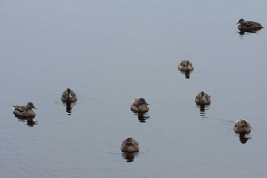 ducks