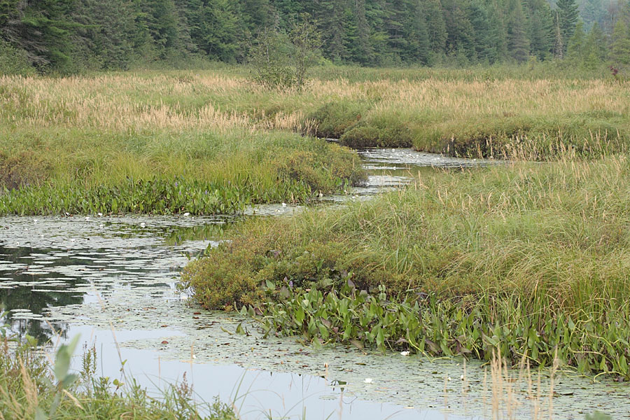 Young Creek in the Petawawa Research Forest