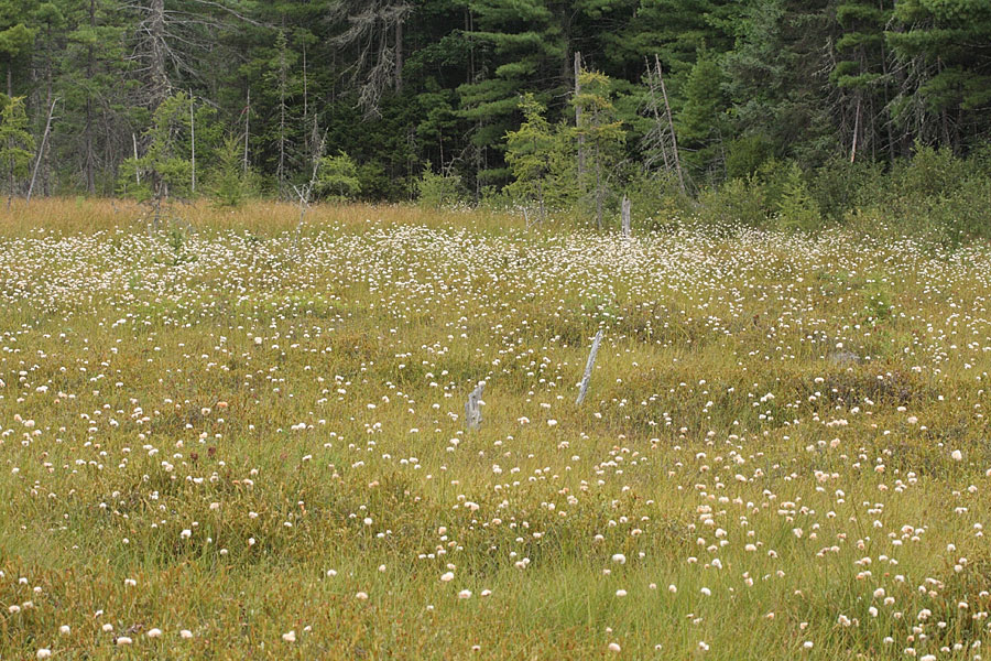 Cotton grass in the Petawawa Research Forest