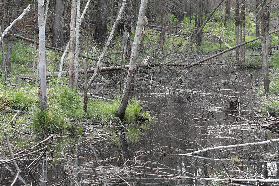 wetland in the Petawawa Research Forest