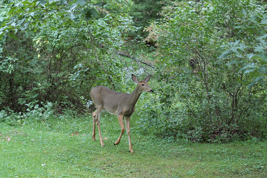 white tailed deer