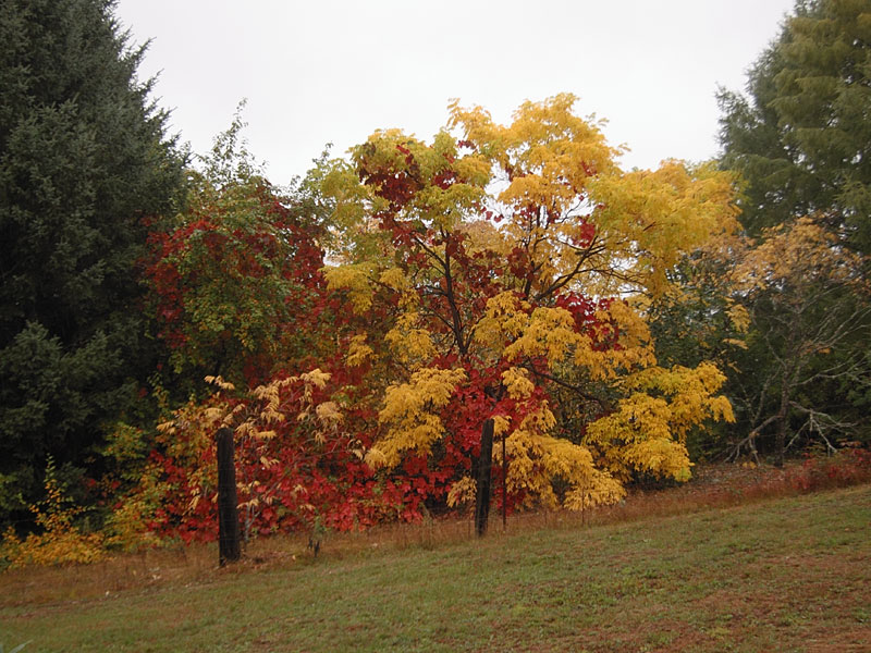 fall colours