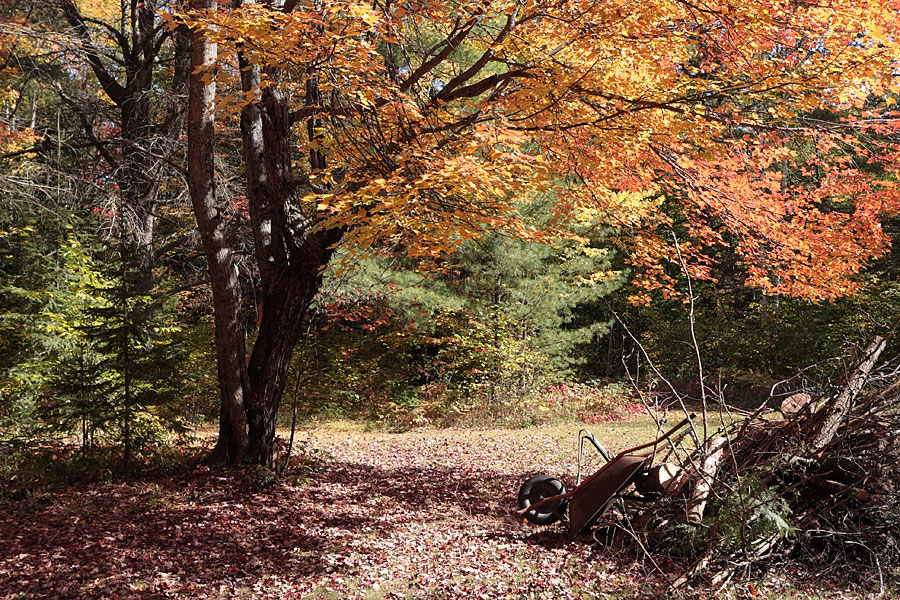 fall colours