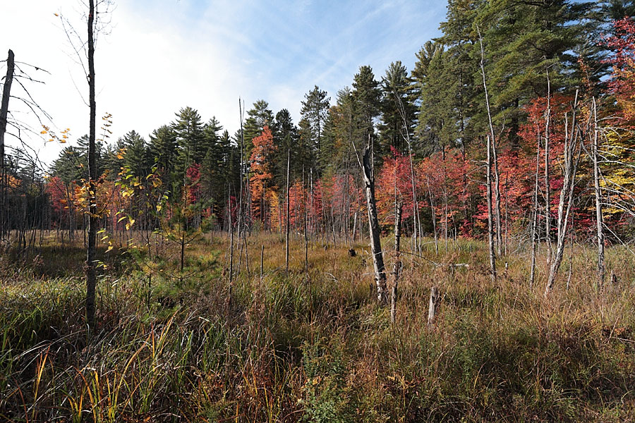 wetland along R5 in the Petawawa Research Forest