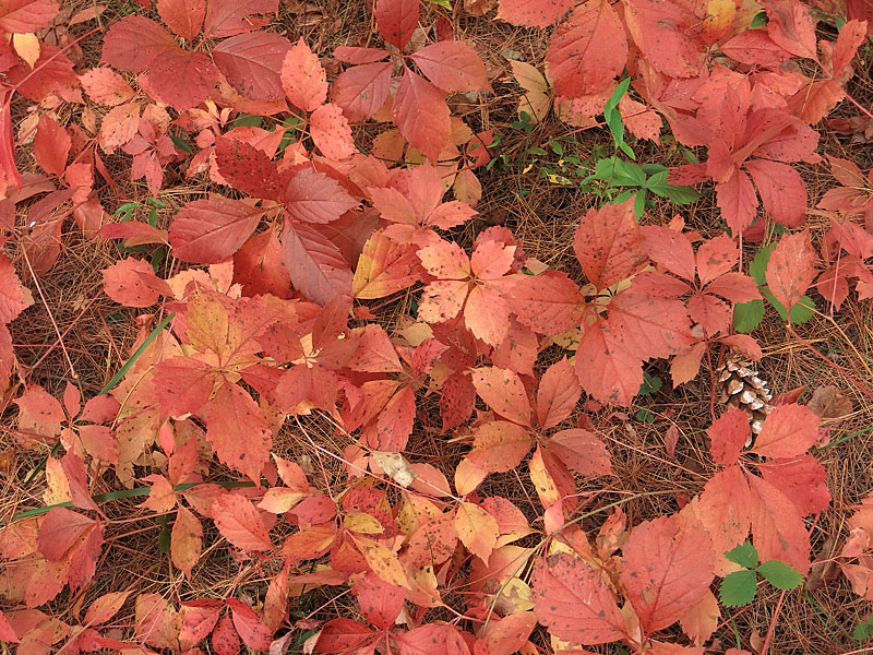 virginia creeper in fall colours