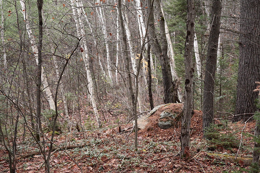 Along the Maunsell Lake ski trail in the Petawawa Research Forest