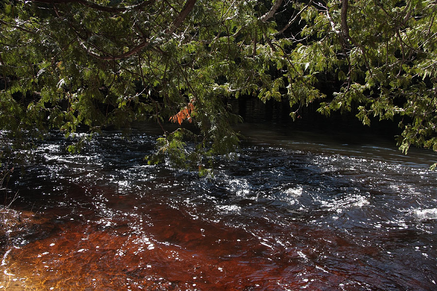 Tannin stained water of Forbes Creek in Algonquin Park
