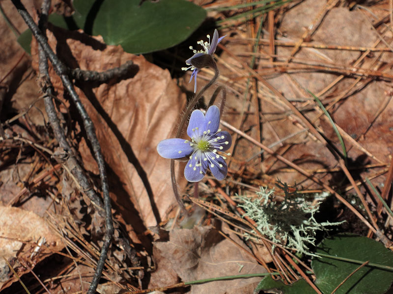 Early spring along the Berm Lake Trail in eastern Algonquin Park  Anemone americana Roundlobed hepatica