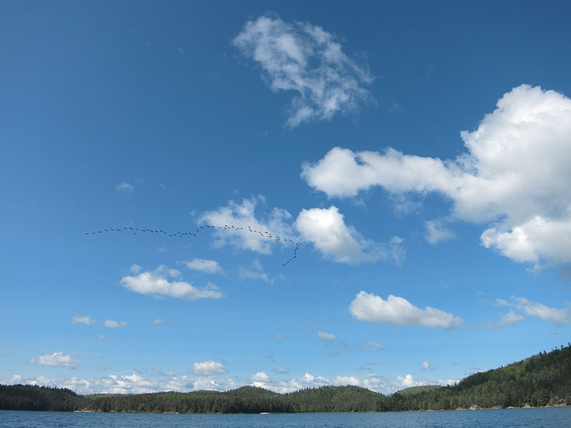 Geese flying over Grand Lake in Algonquin Park