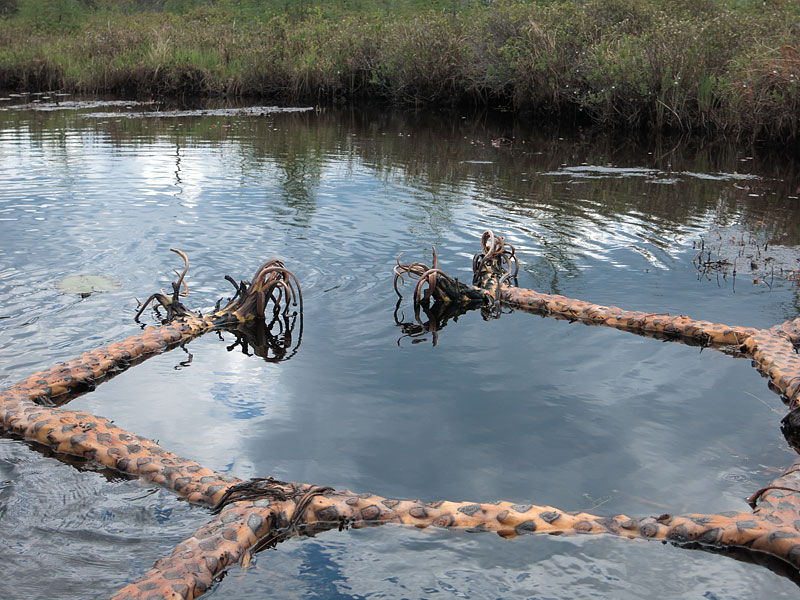 water lily roots