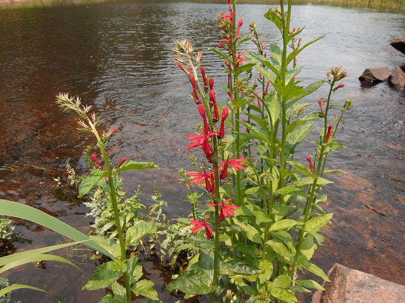 Cardinal Flowers along Barron River between St Andrews Lake and Highfalls Lake in Algonquin Park