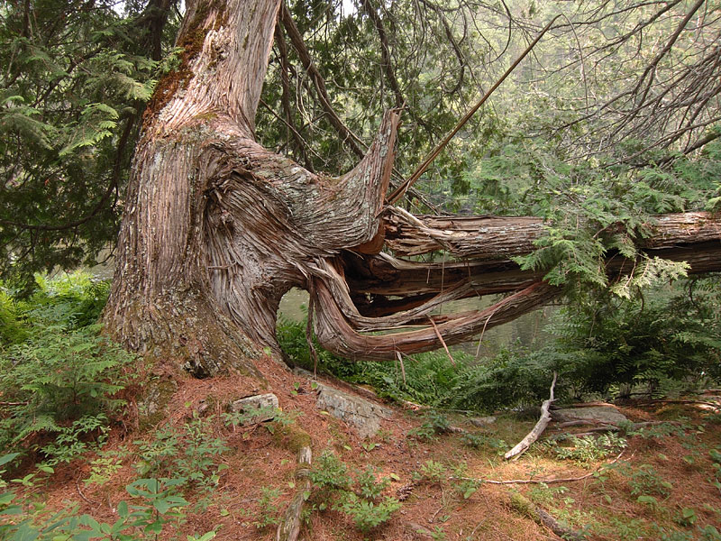 Broken cedar tree on Highfalls Lake in Algonquin Park