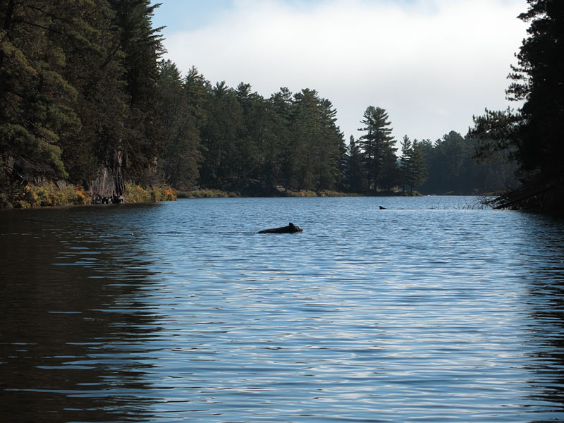 Bear swimming across the Barron River in Algonquin Park