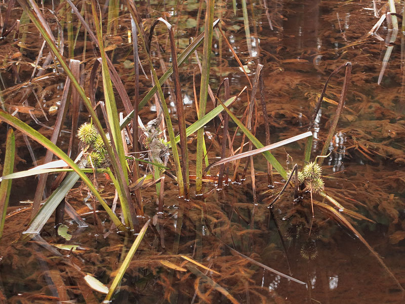 Bur reed Grand Lake Algonquin Park