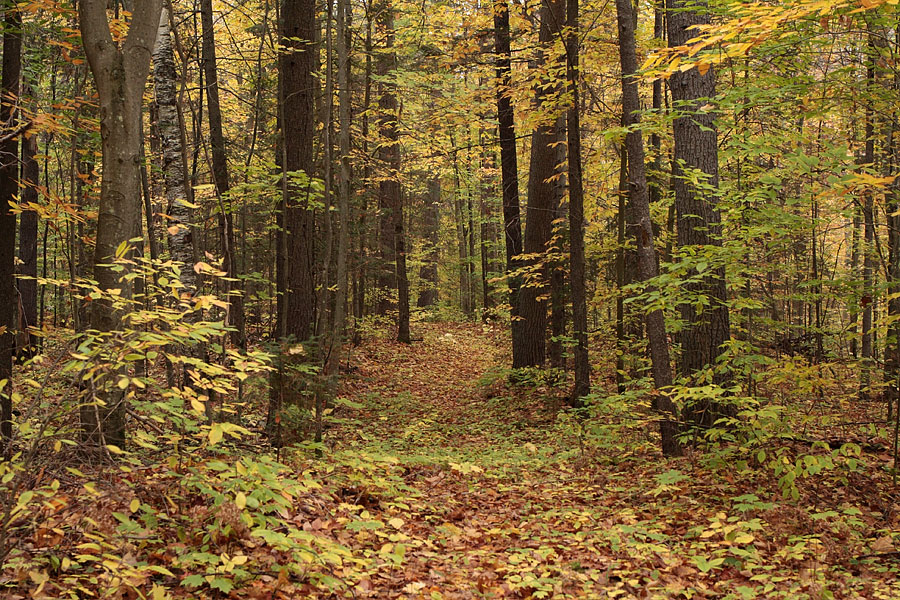 along the HSA ski trail in the Petawawa Research Forest