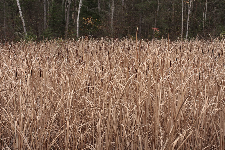 Cattails in the Petawawa Research Forest