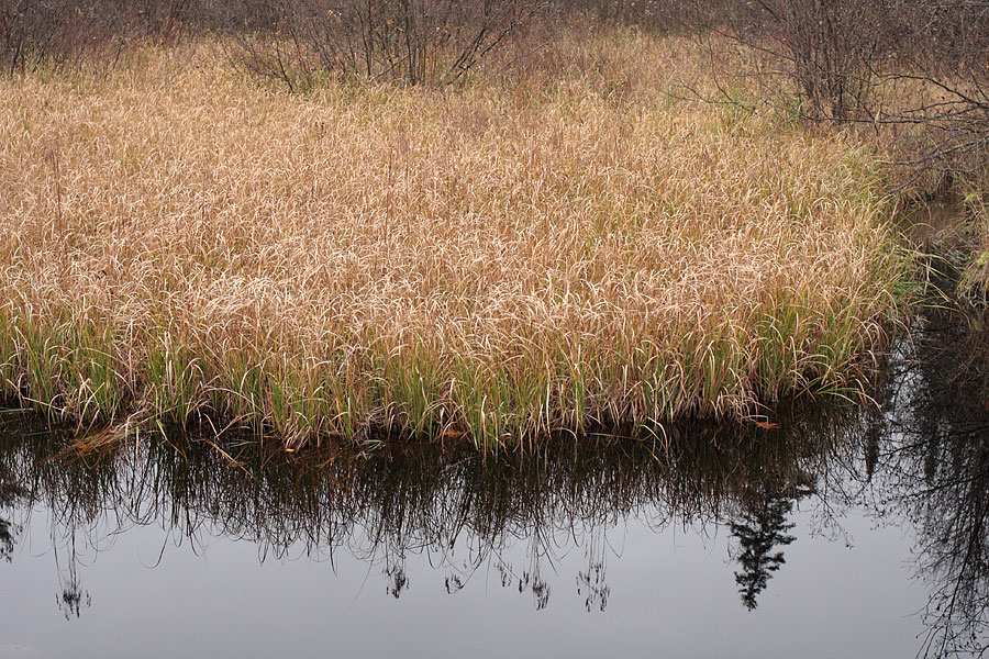 Maunsell Creek in the Petawawa Research Forest