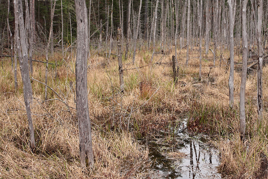 wetland in the Petawawa Research Forest