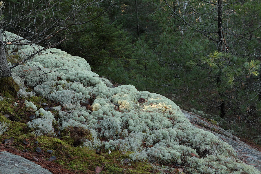 Lichen along the Highland Hiking Trail in Algonquin Park