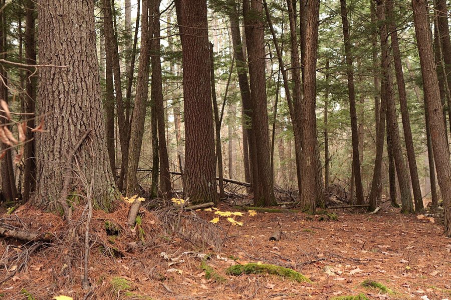 Along the Maunsell Lake trail in the Petawawa Research Forest
