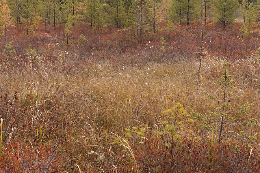 at Maunsell Lake in the Petawawa Research Forest