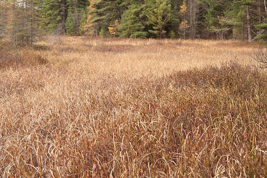 at Maunsell Lake in the Petawawa Research Forest