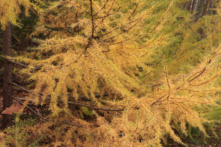 Tamaracks