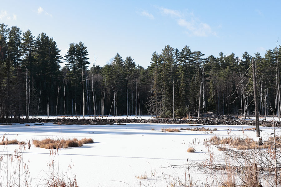 Beaver dam in the Petawawa Research Forest
