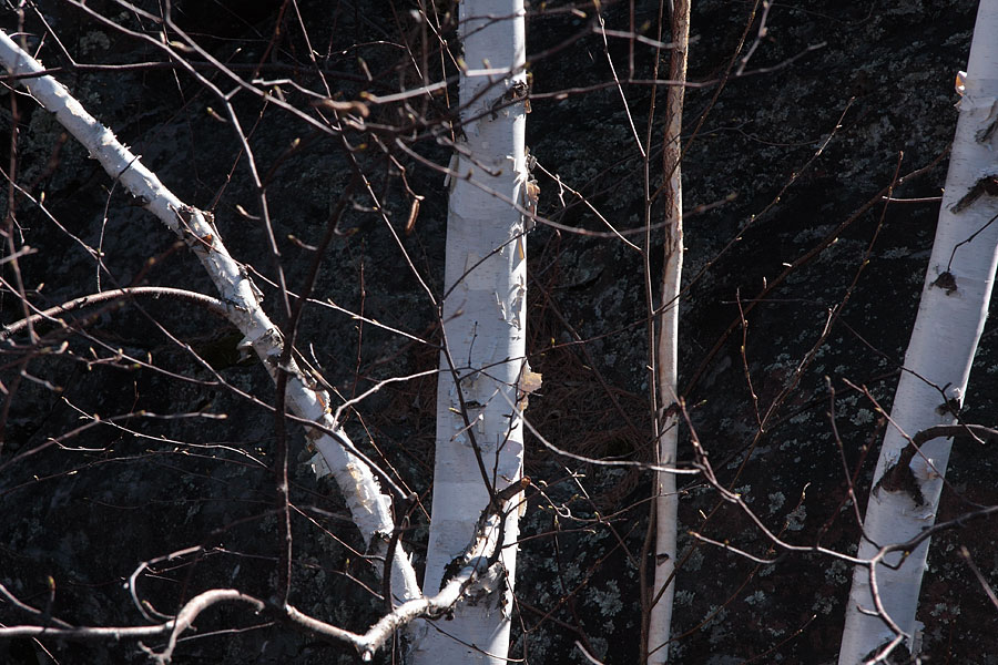 birch trees