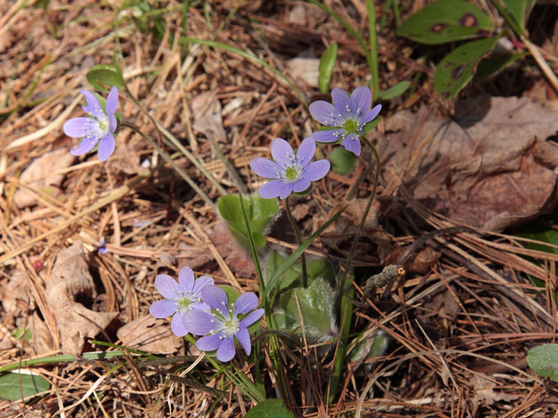 Anemone americana Roundlobed hepatica
