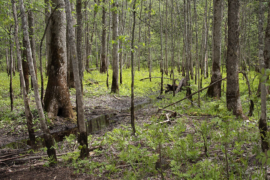 Along the High Falls Cheater Trail in Algonquin Park