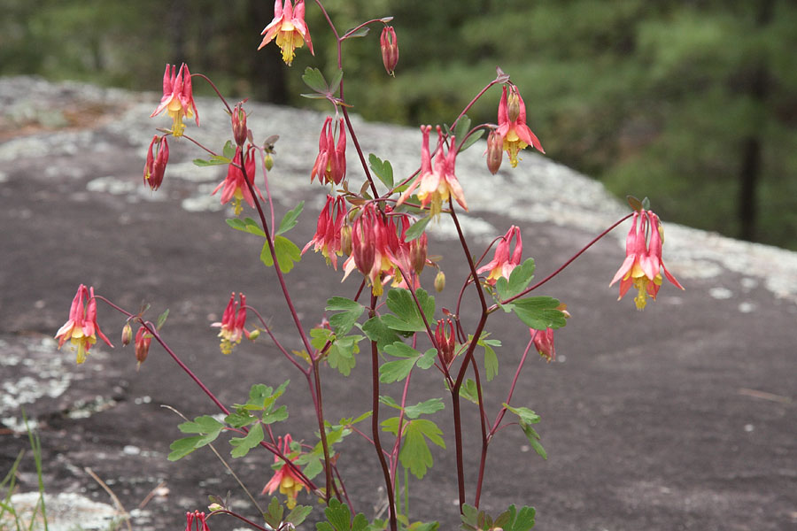 Aquilegia canadensis Wild Columbine