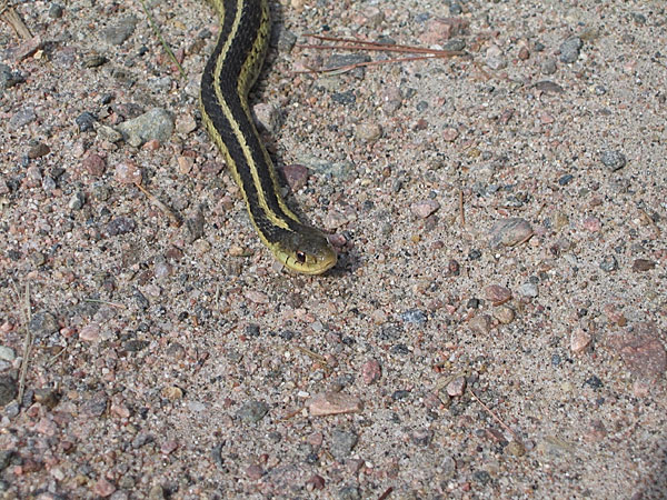 garter snake